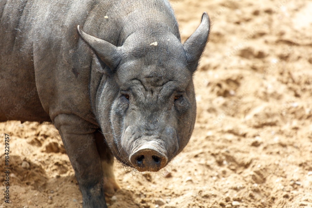 A pig is walking on a dirt field A pig is walking on a dirt field