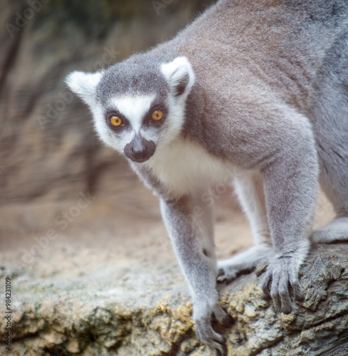 A baby lemur is standing on a rock