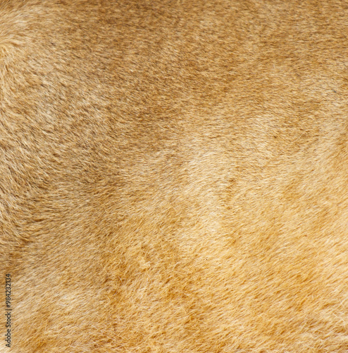 Wallpaper Mural The image is of a tan and brown animal's fur Torontodigital.ca