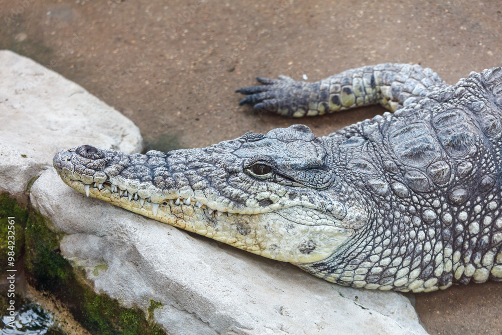 Fototapeta premium A crocodile is laying on a rock