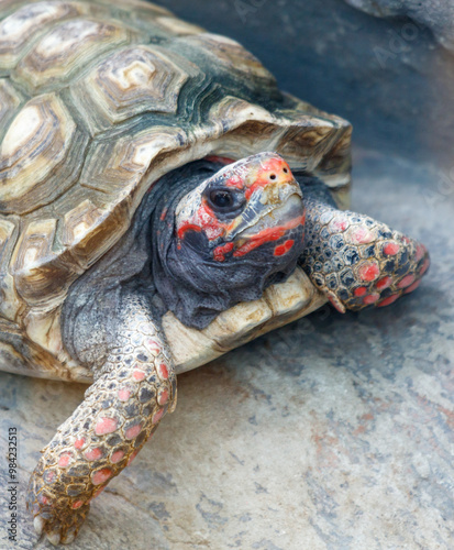 A tortoise with red and black markings on its face is laying on a rock photo