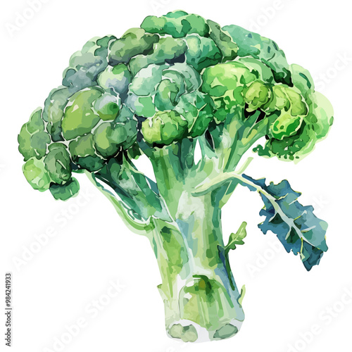 Watercolor vector of Broccoli, isolated on a white background, and Broccoli vector