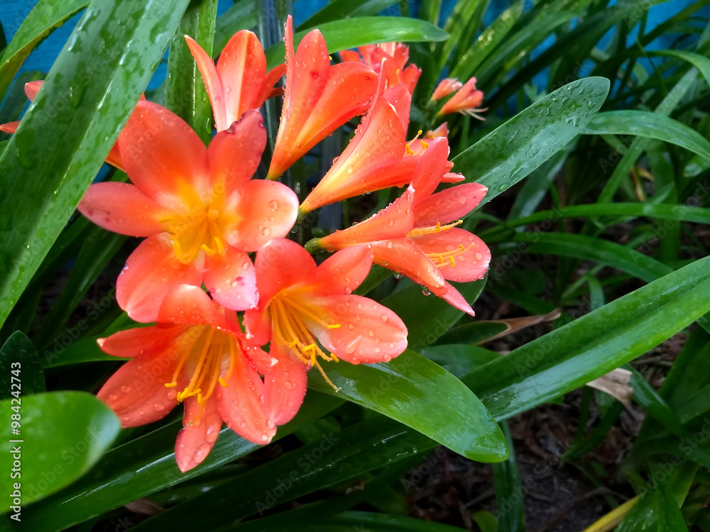 Fototapeta premium watered flowers