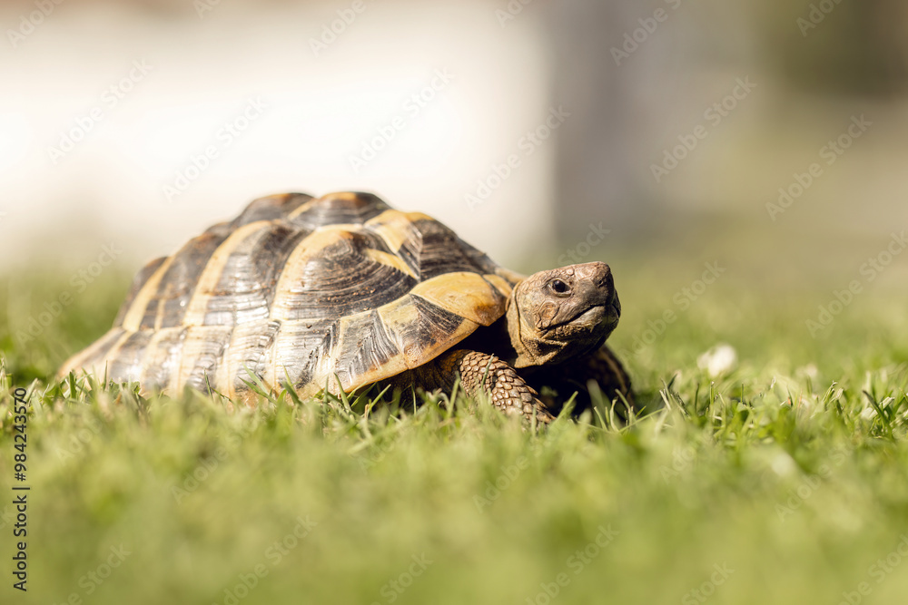 A greek tortoise (testudo hermanni) in a garden in summer outdoors A greek tortoise (testudo hermanni) in a garden in summer outdoors