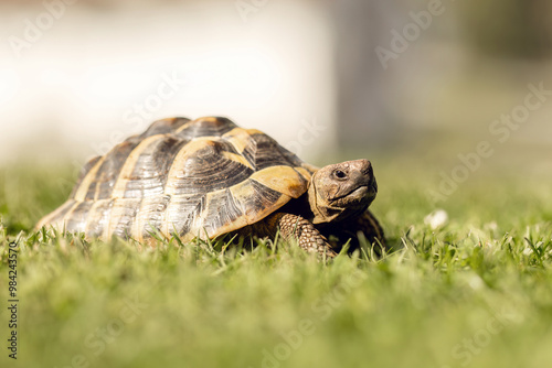 Quadro su tela A greek tortoise (testudo hermanni) in a garden in summer outdoors