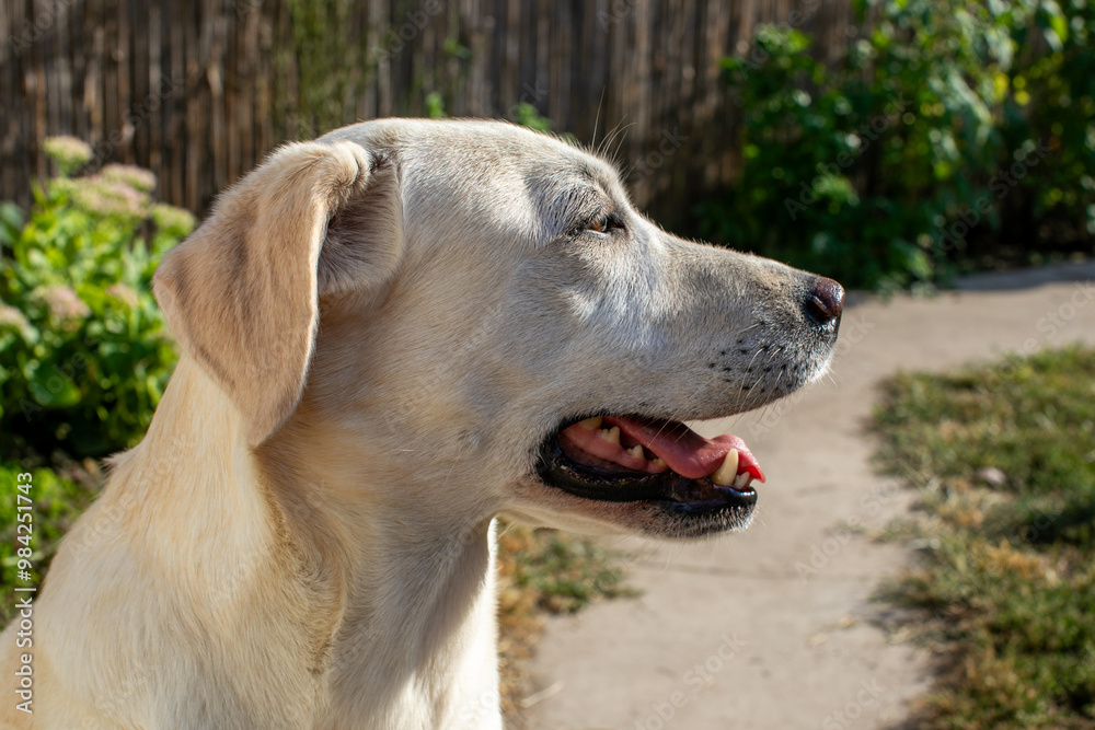 A joyful Labrador dog with its tongue out, enjoying a sunny day in the garden, symbolizing pet care and happiness A joyful Labrador dog with its tongue out, enjoying a sunny day in the garden, symbolizing pet care and happiness