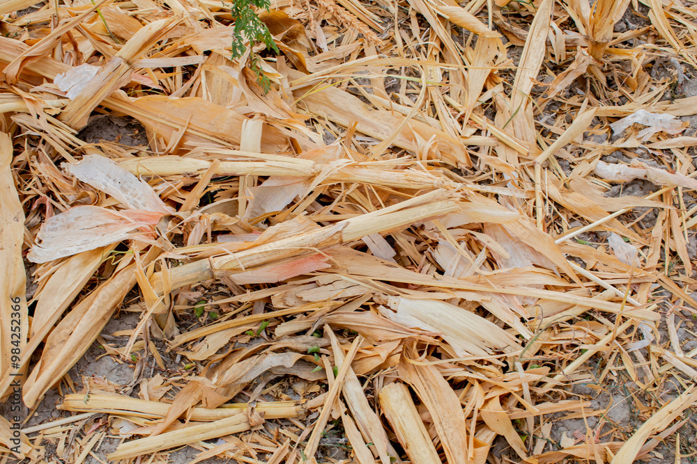 Dry corn husks scattered on the ground represent agricultural waste and seasonal harvest in rural farming communities Dry corn husks scattered on the ground represent agricultural waste and seasonal harvest in rural farming communities