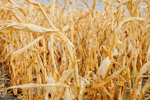 Dried corn stalks in an autumn field, symbolizing harvest season and agricultural challenges related to drought conditions photo