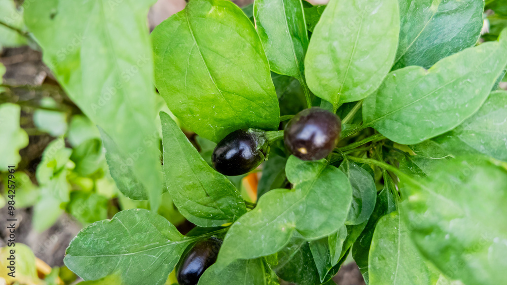 Close-up of unripe black chili peppers on a lush green plant, symbolizing organic gardening and sustainable agriculture Close-up of unripe black chili peppers on a lush green plant, symbolizing organic gardening and sustainable agriculture
