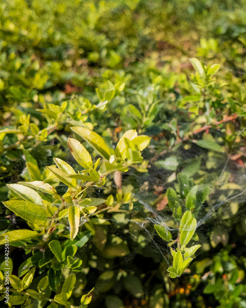 Close-up of lush green leaves covered in delicate spider webs, symbolizing natural beauty and Halloween eeriness Close-up of lush green leaves covered in delicate spider webs, symbolizing natural beauty and Halloween eeriness