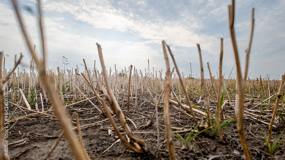 A dry, barren field of harvested crops under a cloudy sky representing agricultural drought and environmental challenges A dry, barren field of harvested crops under a cloudy sky representing agricultural drought and environmental challenges