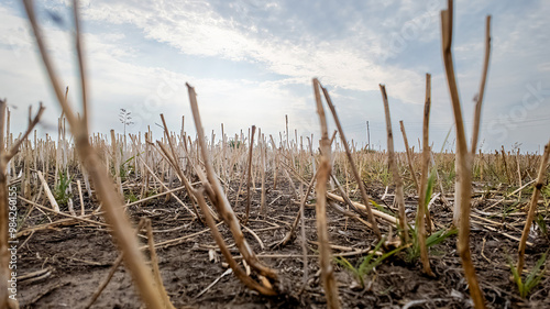 A dry, barren field of harvested crops under a cloudy sky representing agricultural drought and environmental challenges