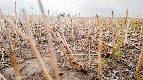 A dry, harvested field symbolizes agricultural challenges and climate change impacts