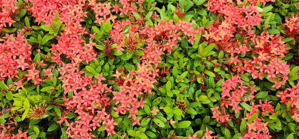 Chinese ixora, Chinese West Indian jasmine There are red flowers in full bloom, some are buds. The flowers are shaped like needles. Beautiful flowers with Green Leaves in garden. Red flower background Chinese ixora, Chinese West Indian jasmine There are red flowers in full bloom, some are buds. The flowers are shaped like needles. Beautiful flowers with Green Leaves in garden. Red flower background