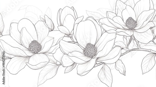 Magnolia Line Art Illustration Floral Outline Drawing Flower Coloring Page Featuring Hand Drawn Magnolia Botanical Line Art for Coloring Activities