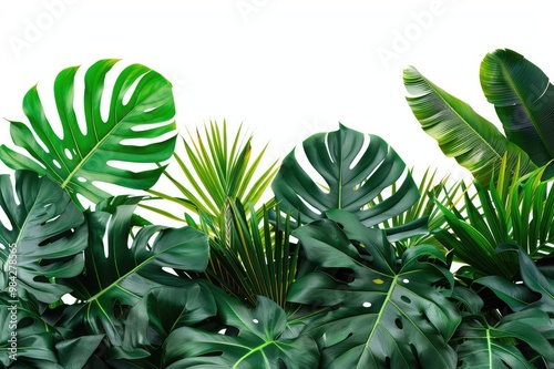 Horizontal artwork composition of trendy tropical green leaves - monstera, palm and ficus elastica isolated on white background (computer rendered).