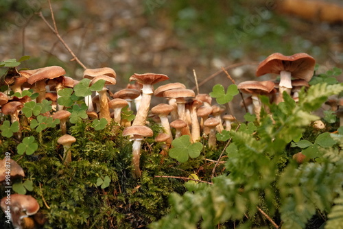 Принти на полотні Honey fungus growing on a fallen tree