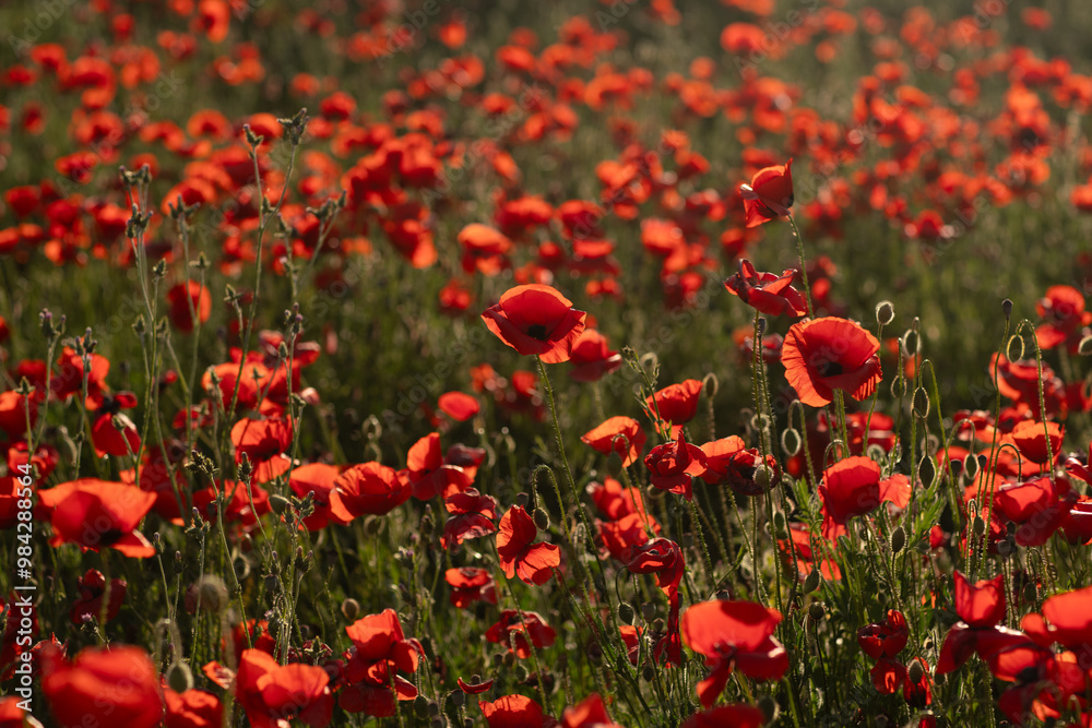 Obraz premium Poppies Field Flowers Blooming Summer