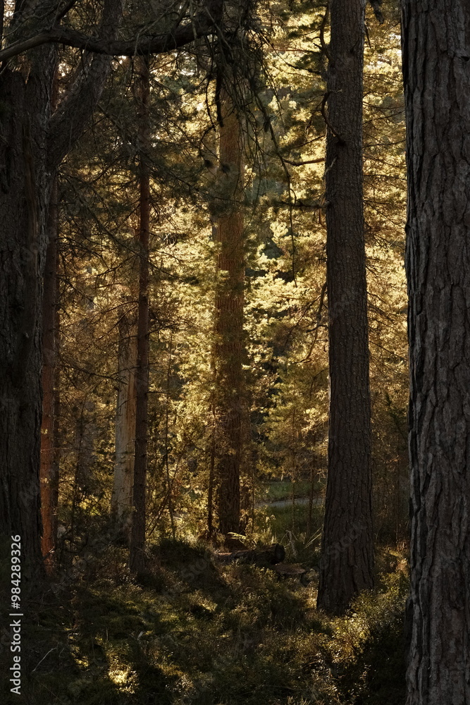 Fototapeta premium Abernethy Forest, Scotland
