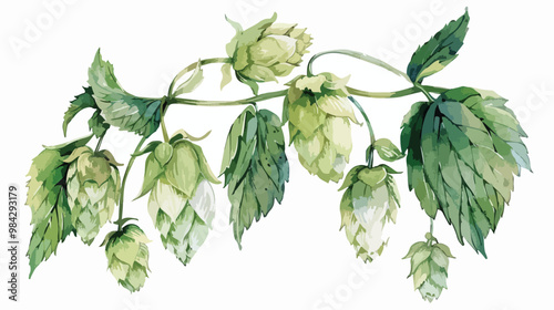 Hop Watercolor Illustration Isolated on White Background
