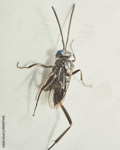 A Cockroach Parasitic Wasp on a white background Evania Appendigaster photo