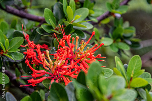 Chilean Firebush in Torres Del Paine National Park. Seen on the W-Trek