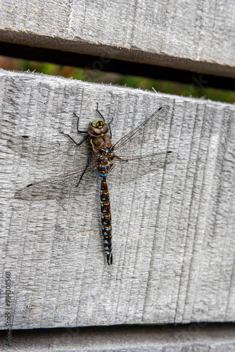 Dragonfly at Camping Francés in Torres Del Paine National Park, Chile