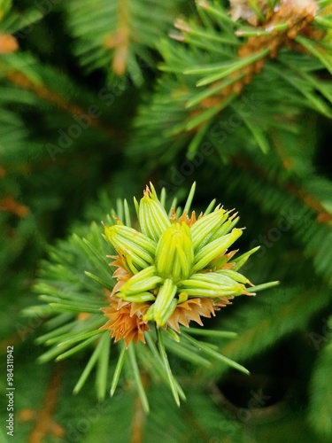 the shape of the flower of a young fir needle