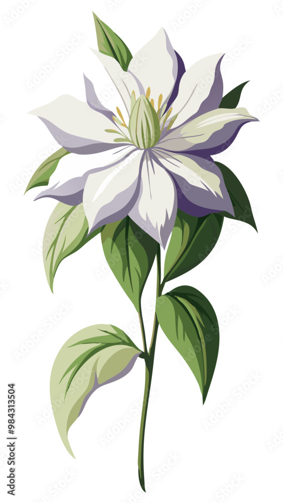 Stunning Clematis Flower Illustration - Rich Purple Blooms with Intricate Details and Lush Green Leaves, Ideal for Spring and Nature Themes, Clematis Vector Illustration, Clematis Illustration Vector Stunning Clematis Flower Illustration - Rich Purple Blooms with Intricate Details and Lush Green Leaves, Ideal for Spring and Nature Themes, Clematis Vector Illustration, Clematis Illustration Vector