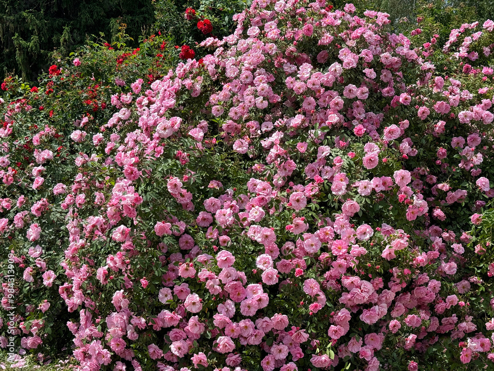 Fototapeta premium Rosa beautiful climbing rose bush with thousands glorious pink blooms in flower garden.