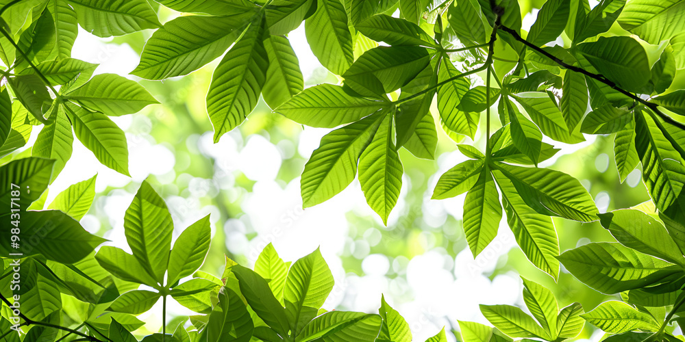 Sunlit Fresh Green Leaves Background