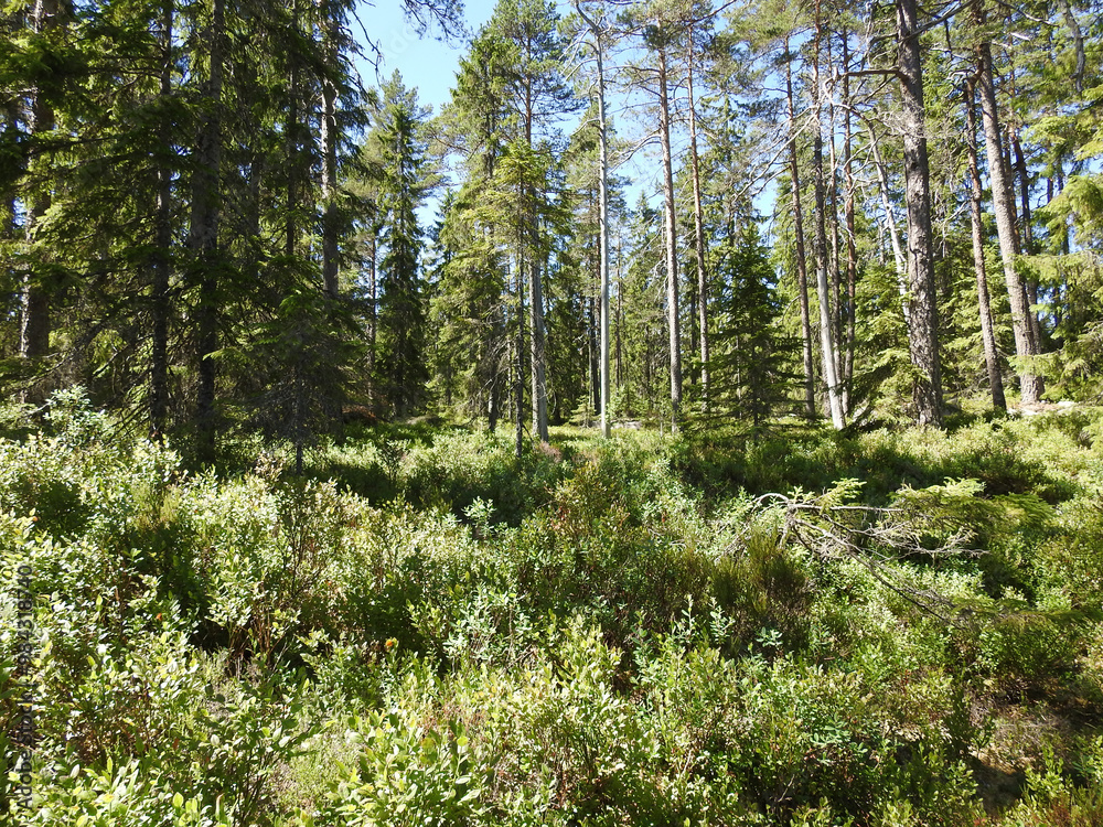 Obraz premium Nordische Vegetation in einem naturbelassenen Naturreservat in Schweden