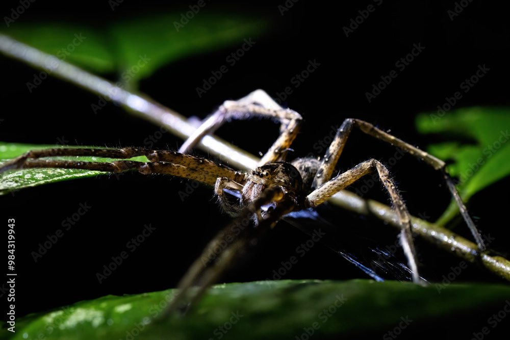 A close-up view of a spider resting on a green leaf in low light, showcasing its intricate details and natural habitat. A close-up view of a spider resting on a green leaf in low light, showcasing its intricate details and natural habitat.