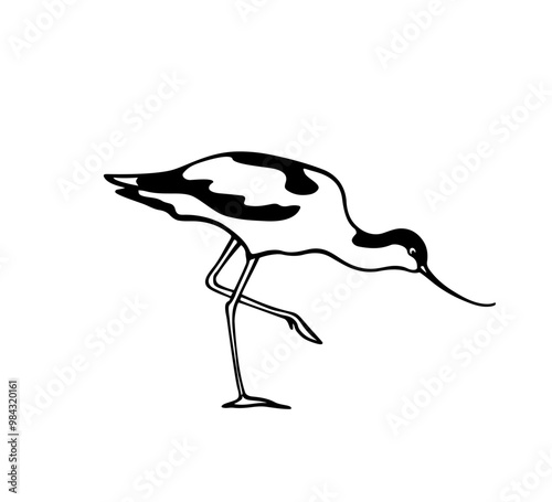 Vector illustration of hand drawn cute Pied Avocet. Beautiful animal design elements, ink drawing, logo template