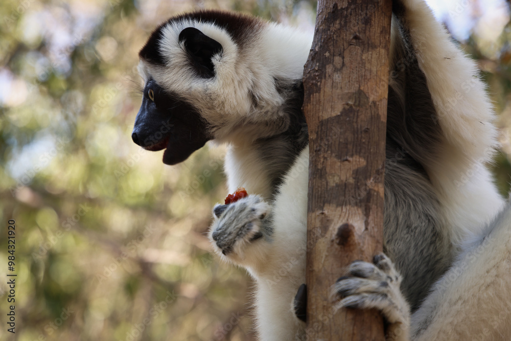 Obraz premium Lemure del Madagascar 