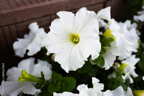 white flowers