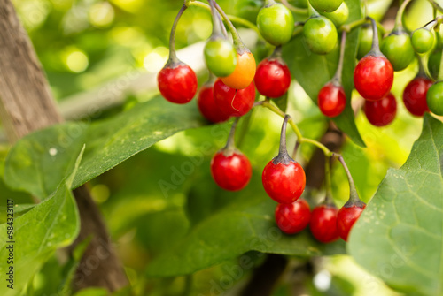 red cherries on a branch