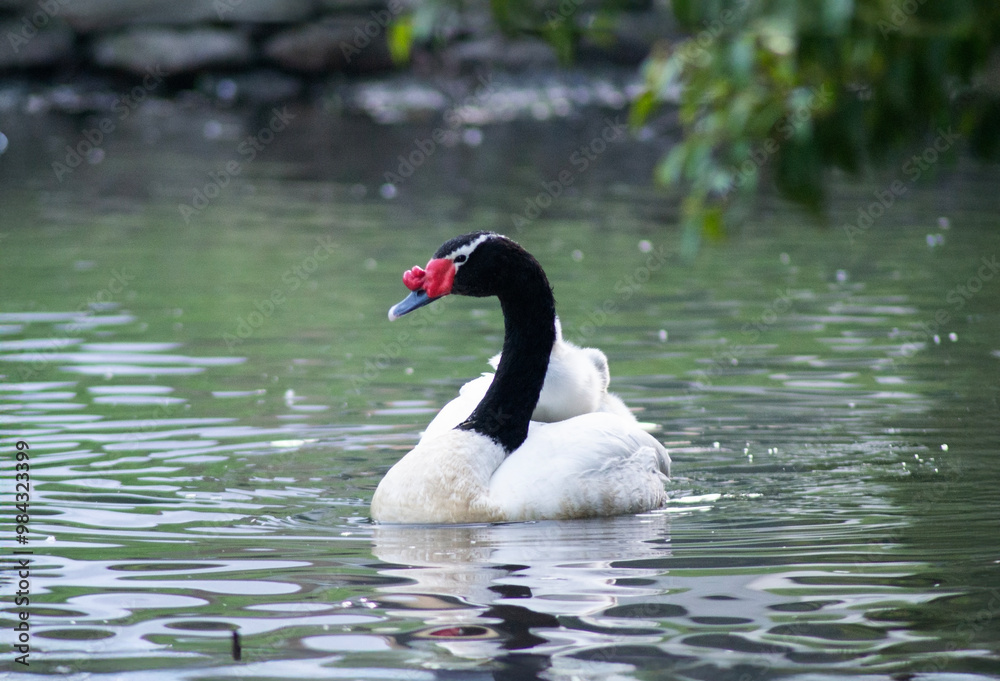 some swans in a lagoon in southern Chile some swans in a lagoon in southern Chile
