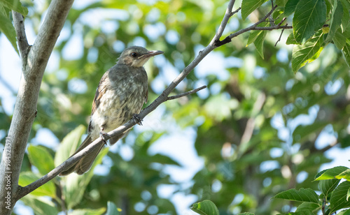 A brown-eared bulbul is sitting on a tree.