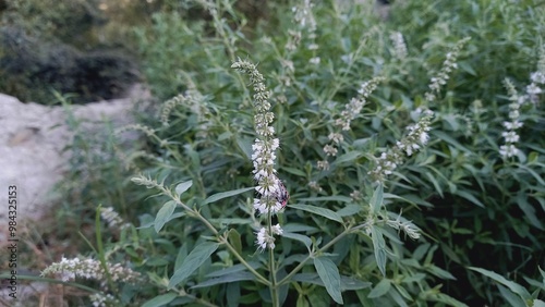 Mentha longifolia or horse mint green plant and flowers photo