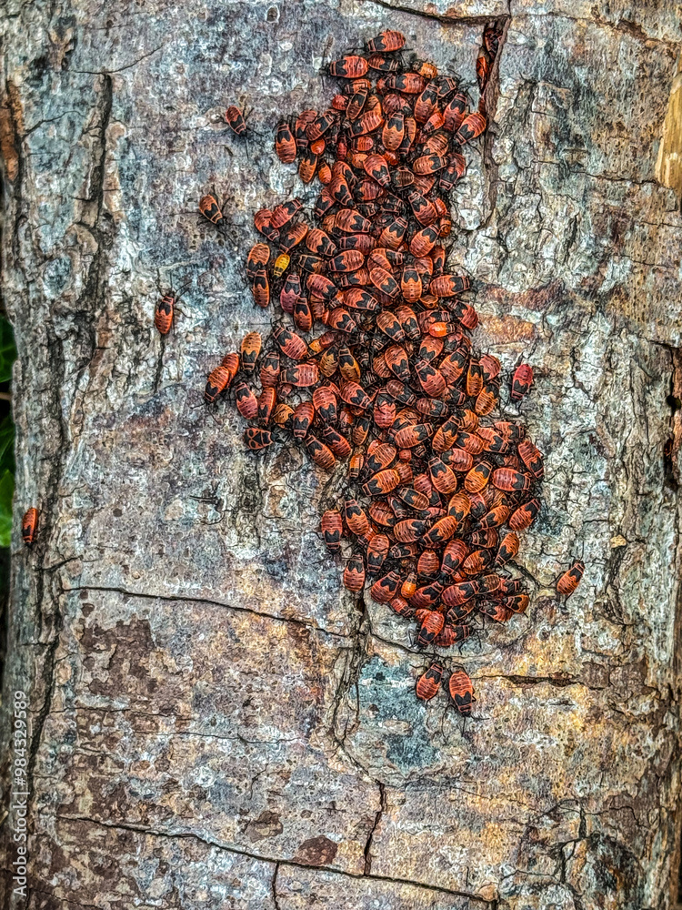 Group of firebugs are gathering on a tree trunk, enjoying the warmth of the spring sunshine Group of firebugs are gathering on a tree trunk, enjoying the warmth of the spring sunshine