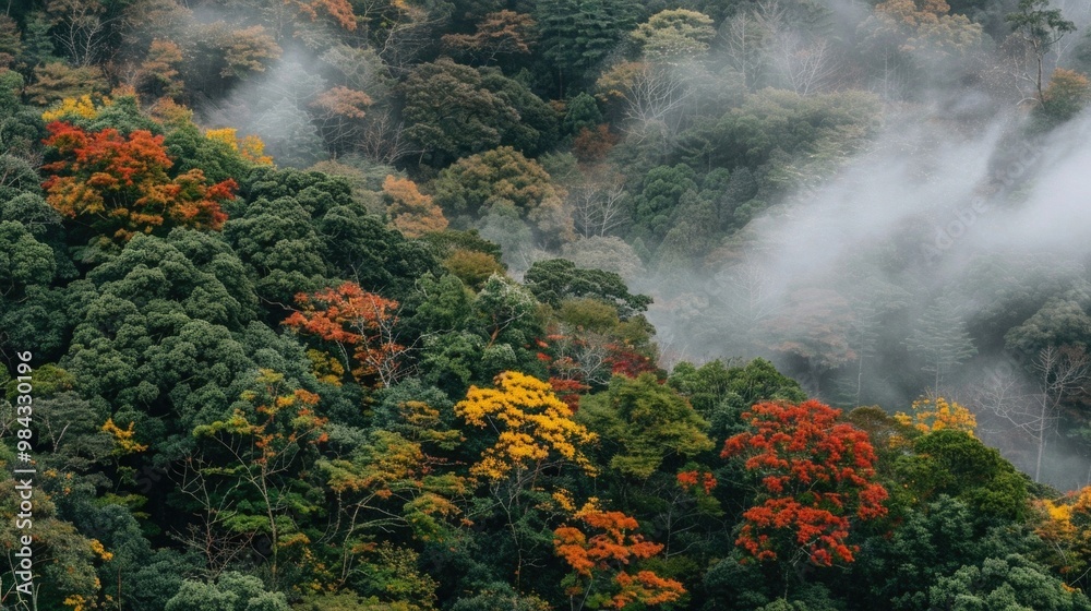 Fototapeta premium Misty Forest with Colorful Autumn Trees and Fog Creating Atmospheric Scene