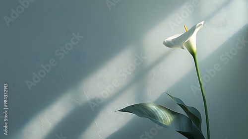 Elegant White Flower Against Soft Light On Wall | AI Generated