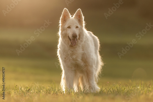 Portrait of an elderly white shepherd dog in summer outdoors during sundown photo