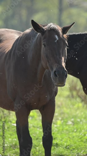 Brown horse standing in a pasture moving head up and down shaking insects and flies during summer heat

