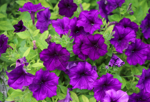Surfinia purple  flowers are blooming in the nature background