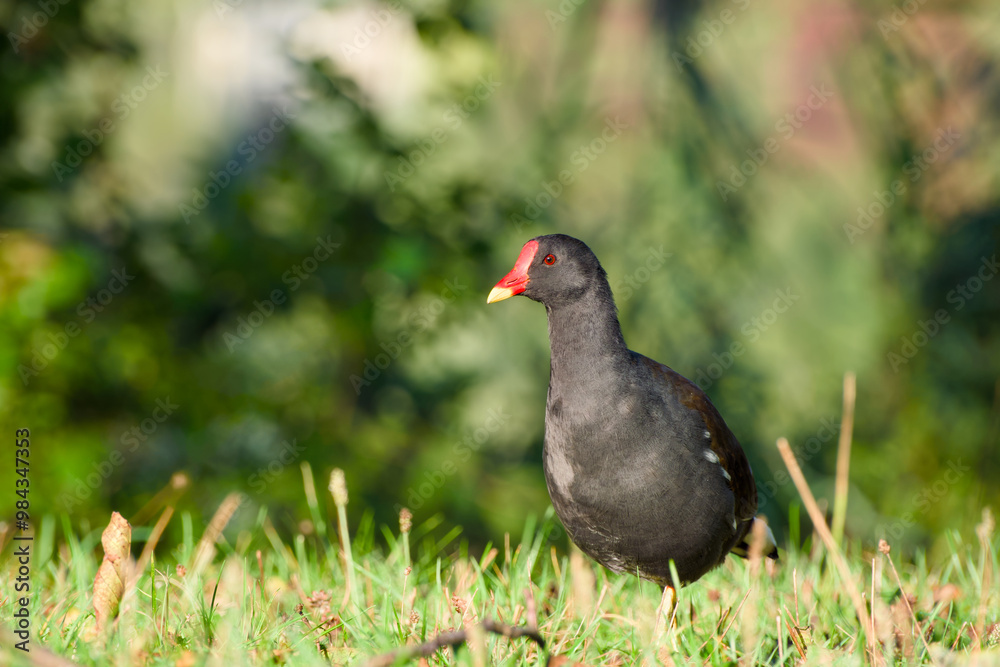 common moorhen is standing on the green grass on a sunny day close-up common moorhen is standing on the green grass on a sunny day close-up