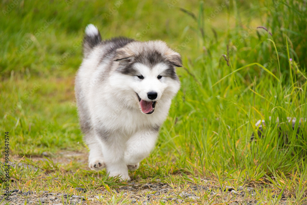 cute fluffy malamute husky pomsky puppy running in the garden cute fluffy malamute husky pomsky puppy running in the garden