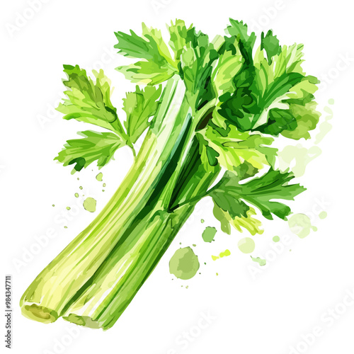 Watercolor painting of Celery, isolated on a white background, and Celery vector