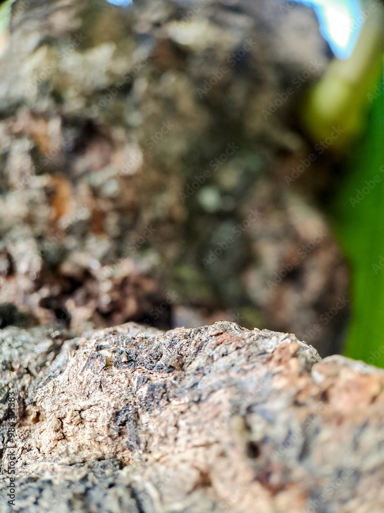 weathered bark with intricate textures and a soft, blurred green background weathered bark with intricate textures and a soft, blurred green background